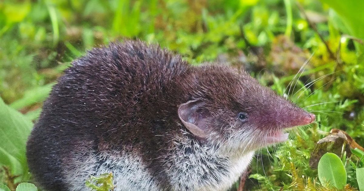 Das heimtückische Virus der Borna'schen Krankheit